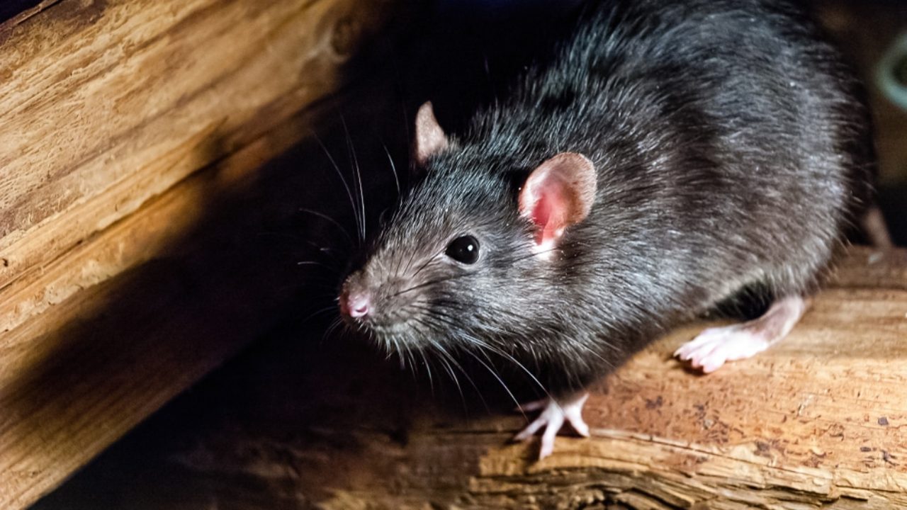 Rat Mouse Trap Catching Big Mice Rodent Control Snap Pest Stop Original New
