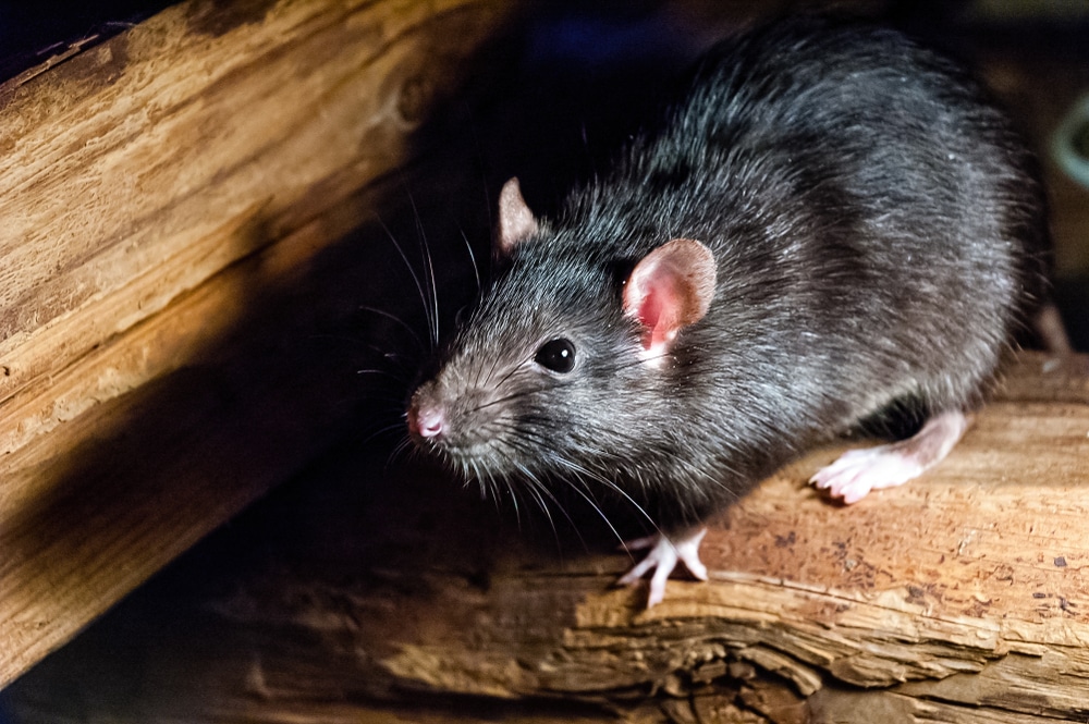 How To Get Rid Of Rodents With Traps